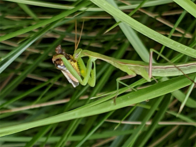 Mantis-17.07.2020.jpg