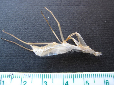 Mantis-31.07.2020.jpg