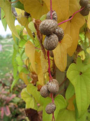 Dioscorea1.jpg