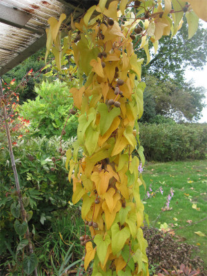 Dioscorea2.jpg