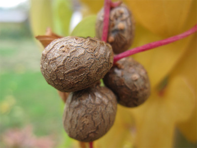 Dioscorea3.jpg