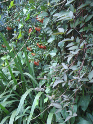 Clematis-Laub.jpg