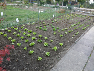 Salat 201004.jpg