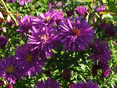 2020_0705AnfangOktober0208.JPG