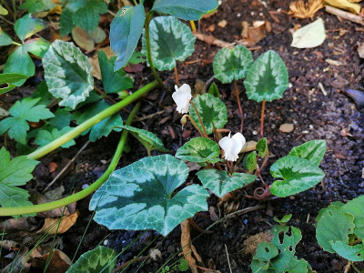IMG_20201004_150311_Cyclamen_hederifolium_weiss.jpg