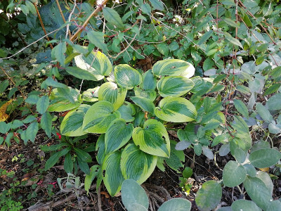 IMG_20201004_140040_Hosta_Apple_Candy.jpg