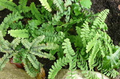 Adiantum pedatum Pfauenrad-Frauenhaarfarn.jpg