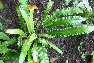 Phyllitis scolopendrium  Angustifolia Hirschzungenfarn.jpg