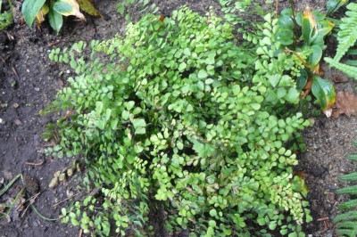 Adiantum venustum - Himalaja-Venushaar-Farn.jpg