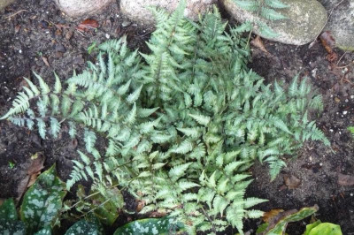Athyrium nipponicum  Regenbogenfarn.jpg