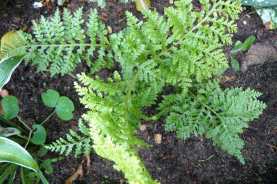 Polypedium x mantonia Cornubiense  - Conwall Federtüpfelfarn.jpg