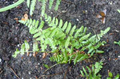 Thelypteris palustris  Sumpffarn.jpg
