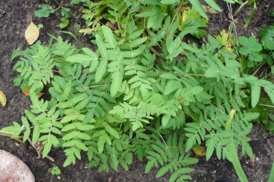 Osmondo regalis `Purpurascens`  Purpur Königsfarn.jpg