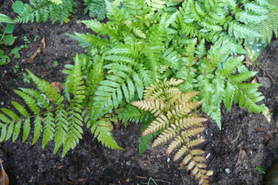Dryopteris erythrosora var. prolifica - Rotschleierfarn.jpg