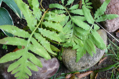 Onoclea sensibilis  Perlfarn.jpg