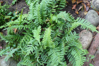Polypodium vulgare Gemeiner Tüpfelfarn.jpg