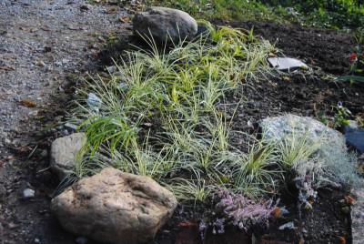 DSC_1557.JPG
