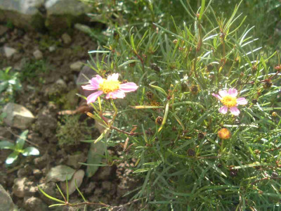Kopie_vonDSCFmadchen_rosa.JPG