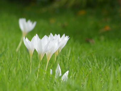 2020-10-03 Crocus speciosus 2.jpg