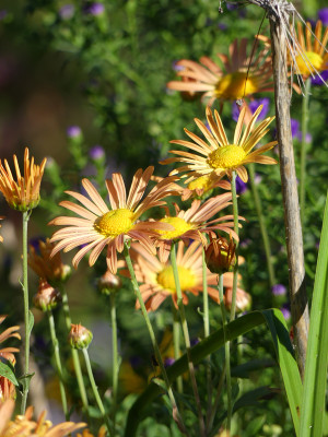 2020-10-04 Chrysanthemum 'Mary Stoker' 1.jpg