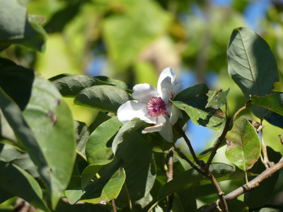 2020-10-04 Magnolia sieboldii.jpg