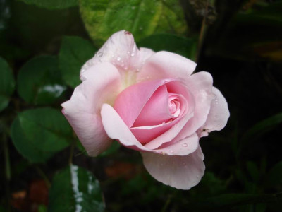 Lady_Sylvia_07.JPG