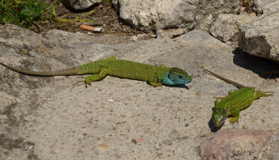 smaragdeichse_wachau_01.jpg