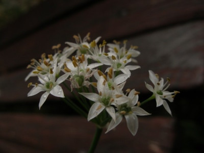 allium_ramosum_sized_2007-10-05.jpg