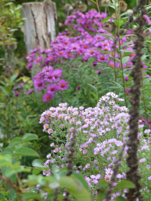 2020-10-07 Aster 'Kylie' 1.jpg