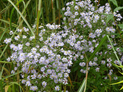 2020-10-07 Aster 'Sweet Lavender' 1.jpg
