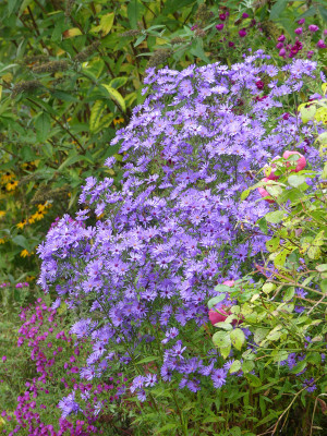 2020-10-07 Aster 'Treffpunkt' 1.jpg