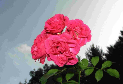 comp_2comp_2Rosen_5.10.07_058.jpg