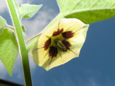 comp_2Physalis.jpg