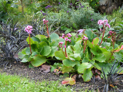 2020-10-07 Bergenia.jpg