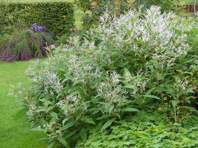 2020-10-07 Persicaria wallichii.jpg