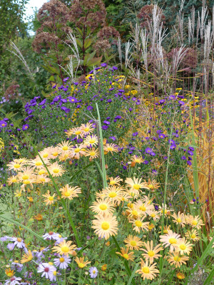 2020-10-07 Chrysanthemum 'Mary Stoker' 1.jpg