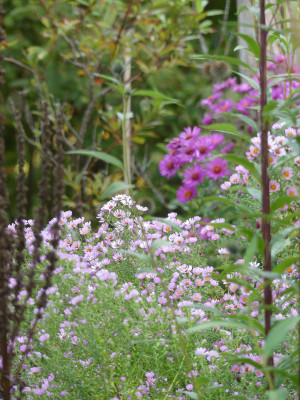 2020-10-07 Gartenimpressionen 2.jpg