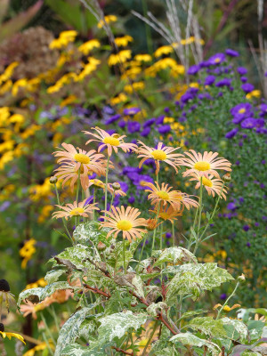 2020-10-07 Gartenimpressionen 5.jpg