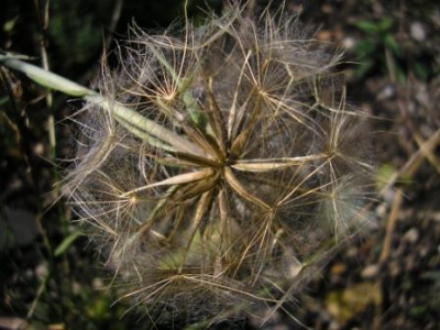 Tragopodon_pratense.JPG
