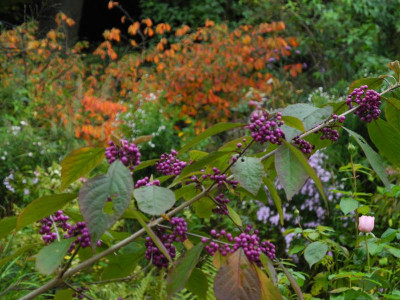 2020-10-06 Westen Callicarpa Hamamelis (1).JPG