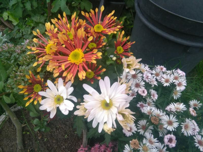 IMG_20201008_140916.jpg