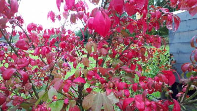 20201003_170725.jpg
