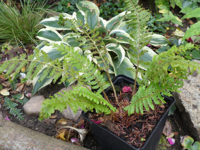 2020-10-09 Farne Polystichum setiferum 'Cristato gracile Elworthy' 1.jpg
