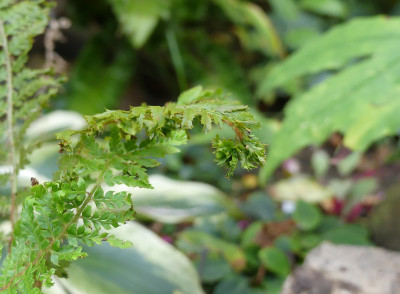 2020-10-09 Farne Polystichum setiferum 'Cristato gracile Elworthy' 2.jpg