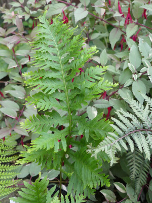 2020-10-09 Farne Polypodium calirhiza 'Sarah Lyman'.jpg