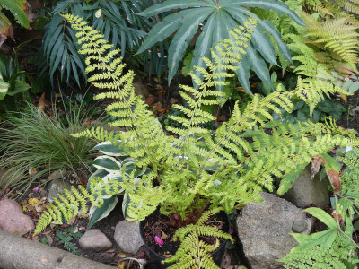 2020-10-09 Farne Polystichum setiferum 'Cristato gracile Moly' 1.jpg