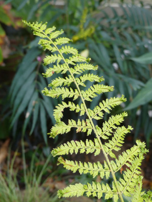 2020-10-09 Farne Polystichum setiferum 'Cristato gracile Moly' 2.jpg