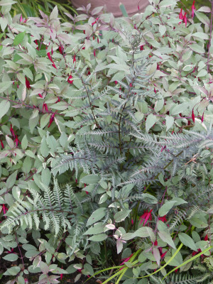 2020-10-09 Farne Athyrium iseanum 'Crist'. X nip. 'Purple Garden'.jpg
