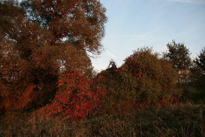 Herbst2Herbst2jpg.jpg