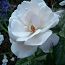 k-CIMG2294_pearl.JPG